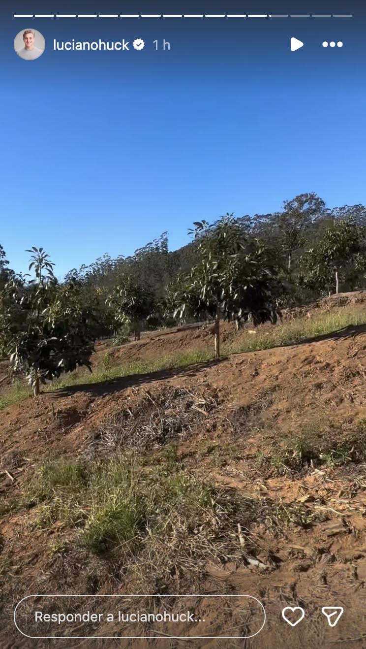 Luciano Huck mostra sua plantação de avocados na fazenda - Foto: Reprodução / Instagram