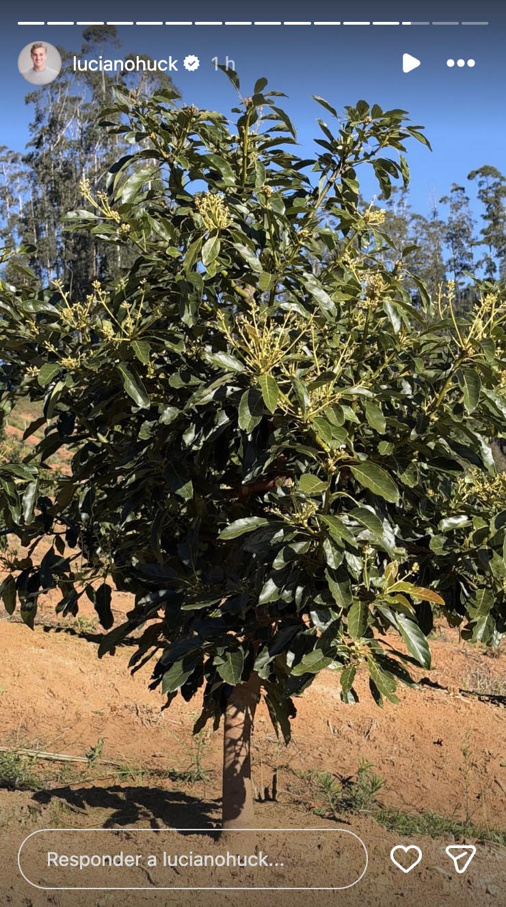 Luciano Huck mostra sua plantação de avocados na fazenda - Foto: Reprodução / Instagram
