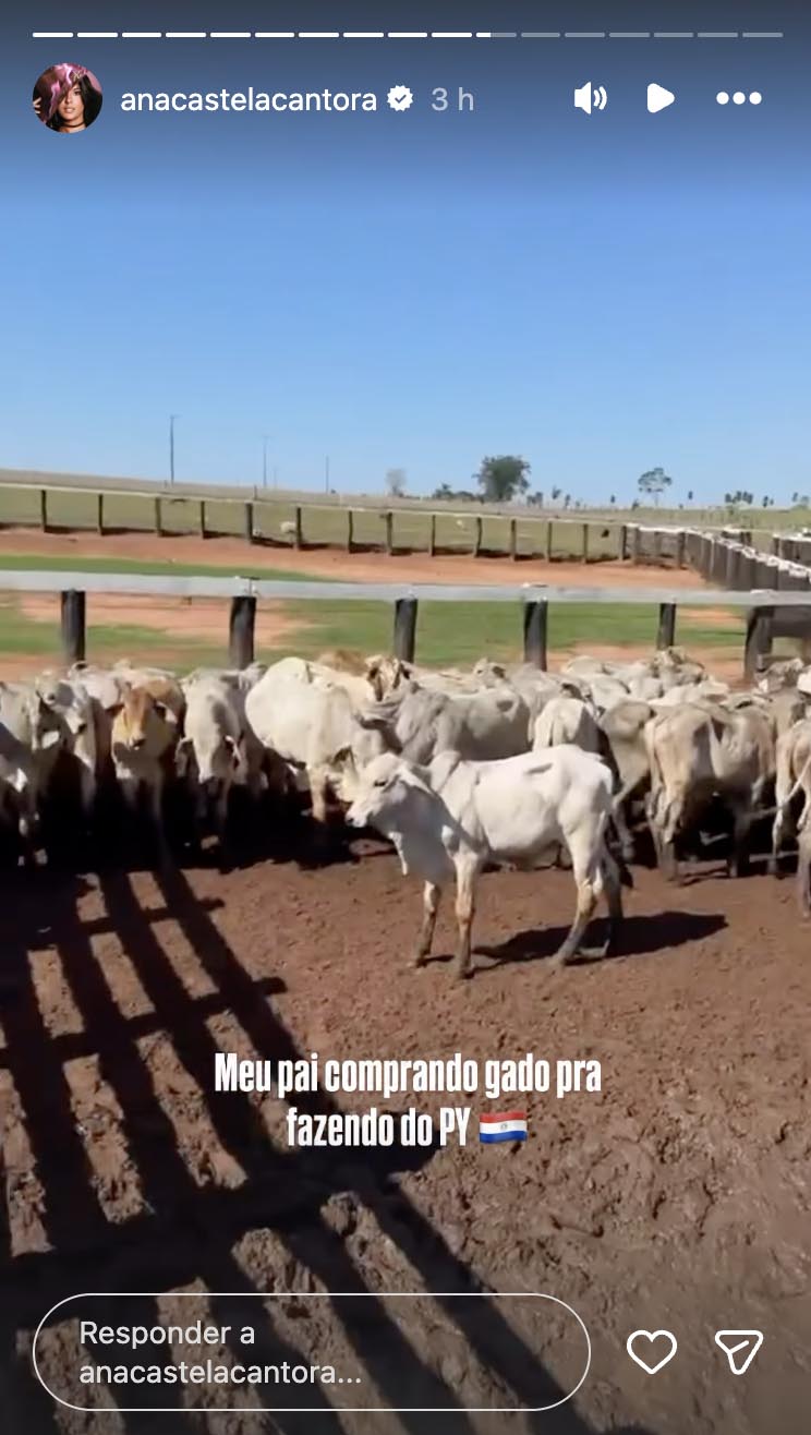 Gado de Ana Castela para a fazenda em Mato Grosso do Sul - Foto: Reprodução / Instagram