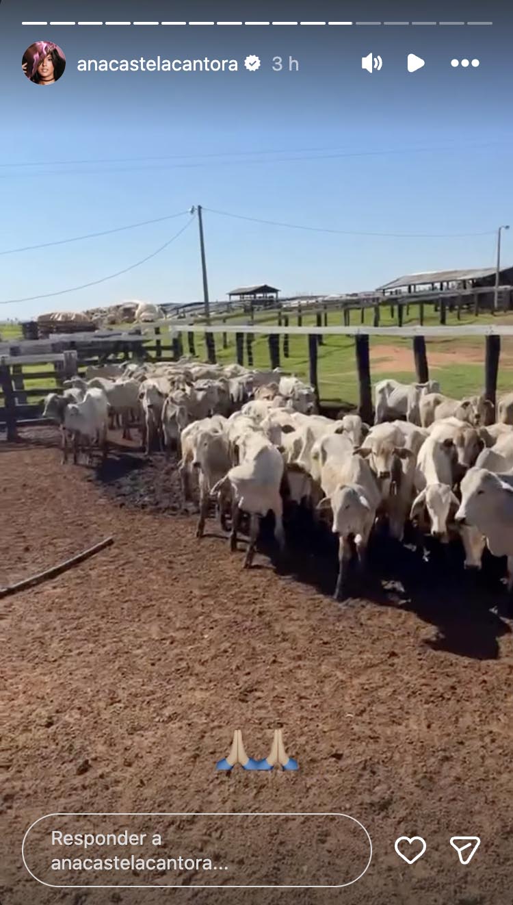 Gado de Ana Castela para a fazenda em Mato Grosso do Sul - Foto: Reprodução / Instagram