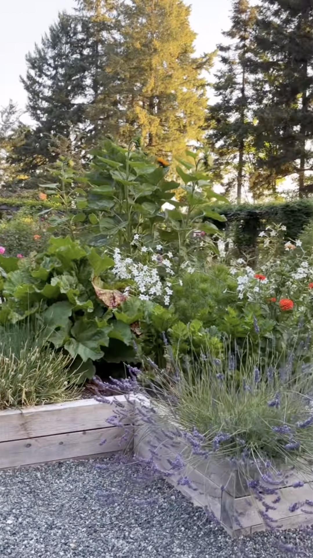 Jardim e horta da mansão de Pamela Anderson - Foto: Reprodução / Instagram