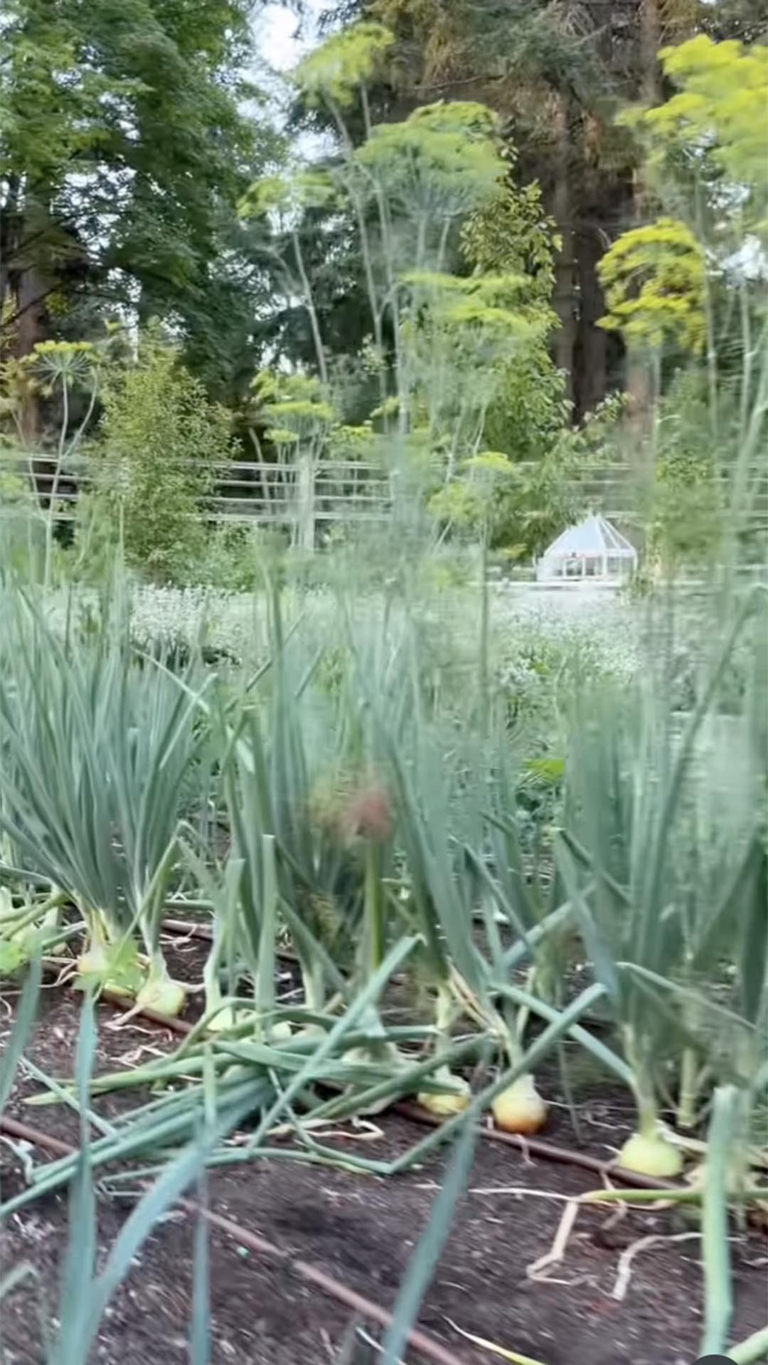 Jardim e horta da mansão de Pamela Anderson - Foto: Reprodução / Instagram