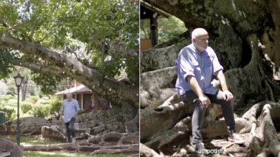 Árvore gigante de mais de 300 anos se destaca na fazenda de diretor de várias novelas da Globo