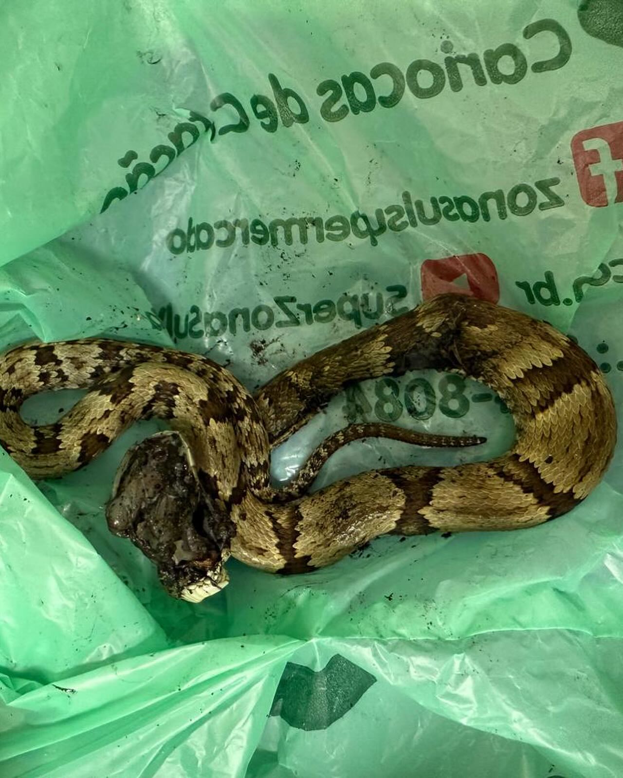Guilherme Fontes foi picado por uma cobra — Foto: Reprodução/ Instagram
