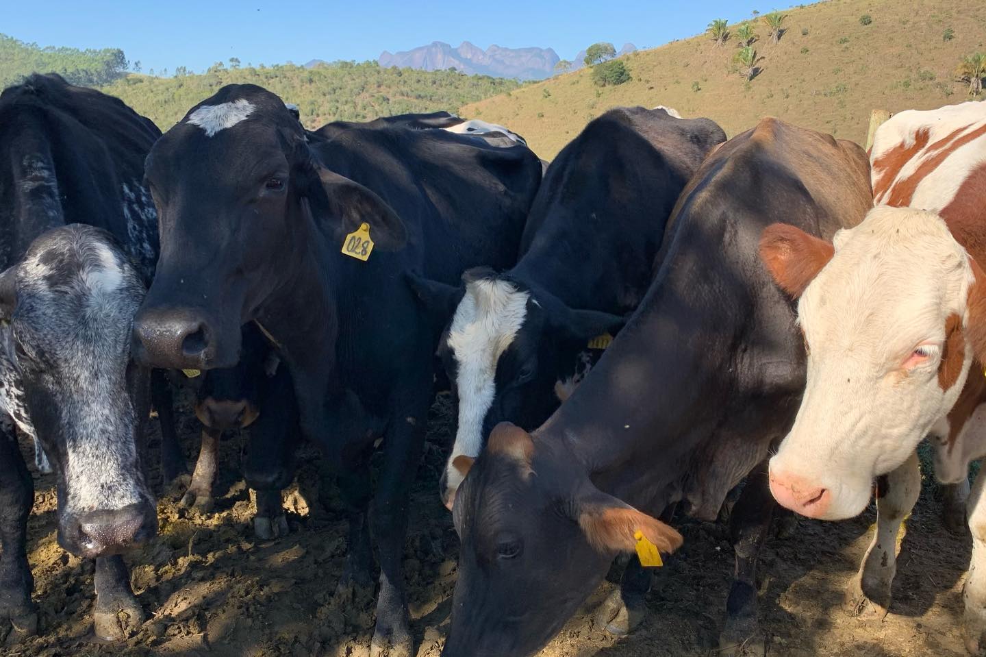 Fazenda de Marcos Palmeira - Foto: Reprodução/Instagram