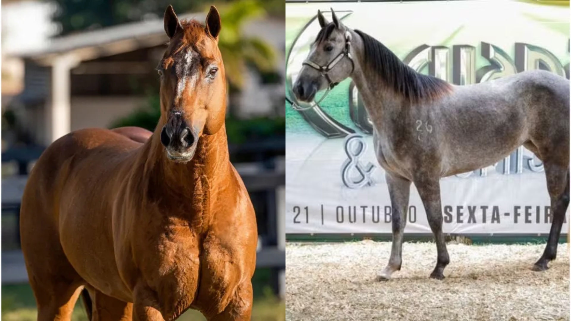 Cavalos Wesley Safadão