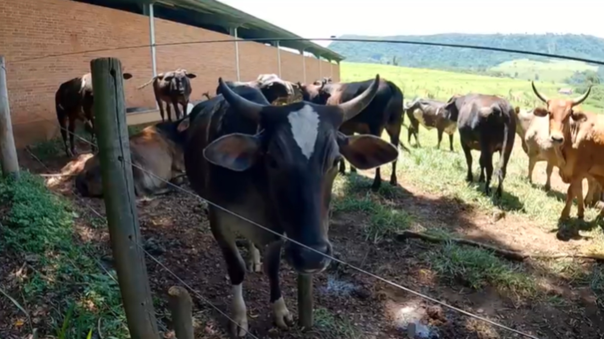 Ana Maria Braga fazenda