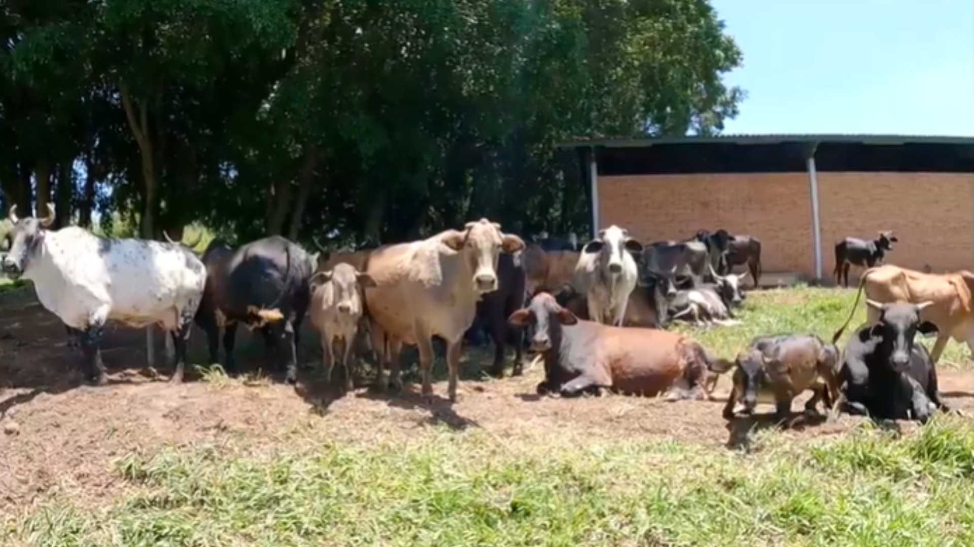 Ana Maria Braga fazenda