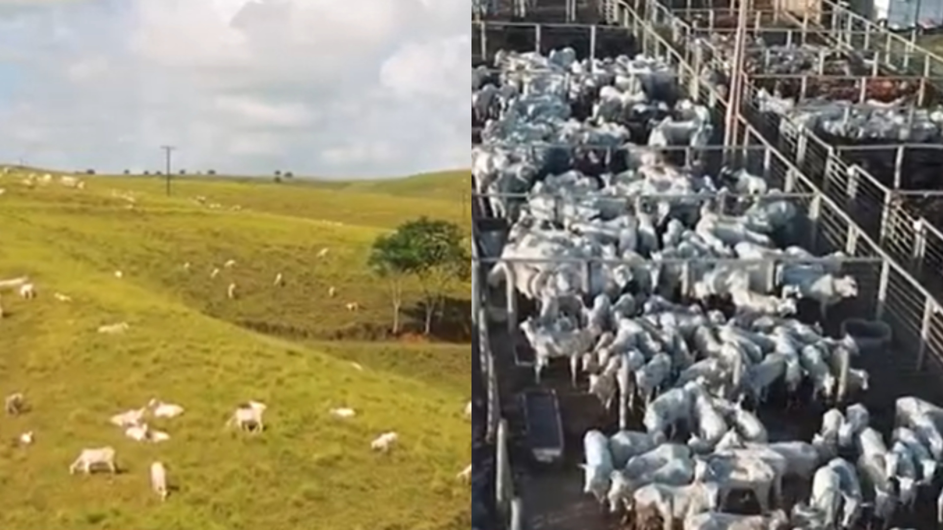 Marrone fazenda