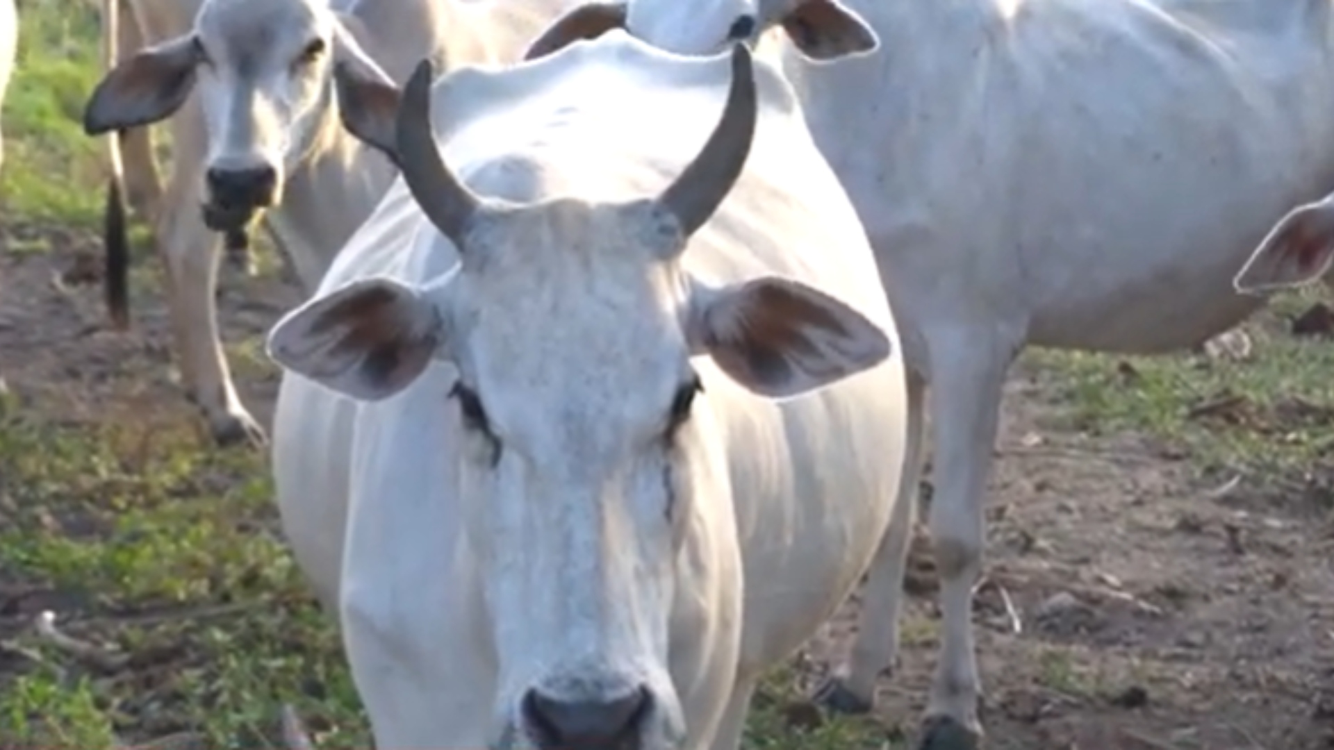 Marrone fazenda