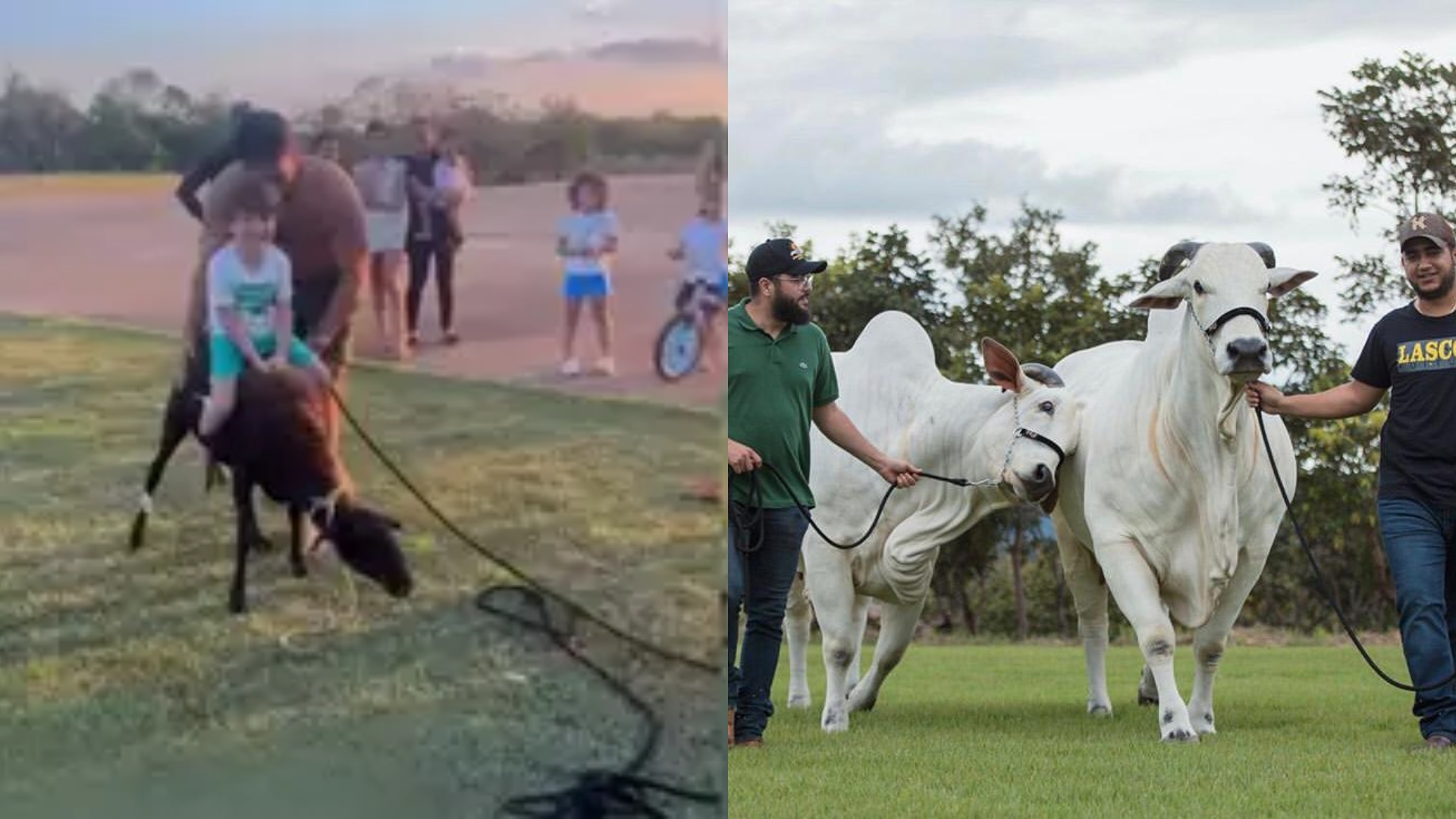 Fazenda de Henrique e Juliano