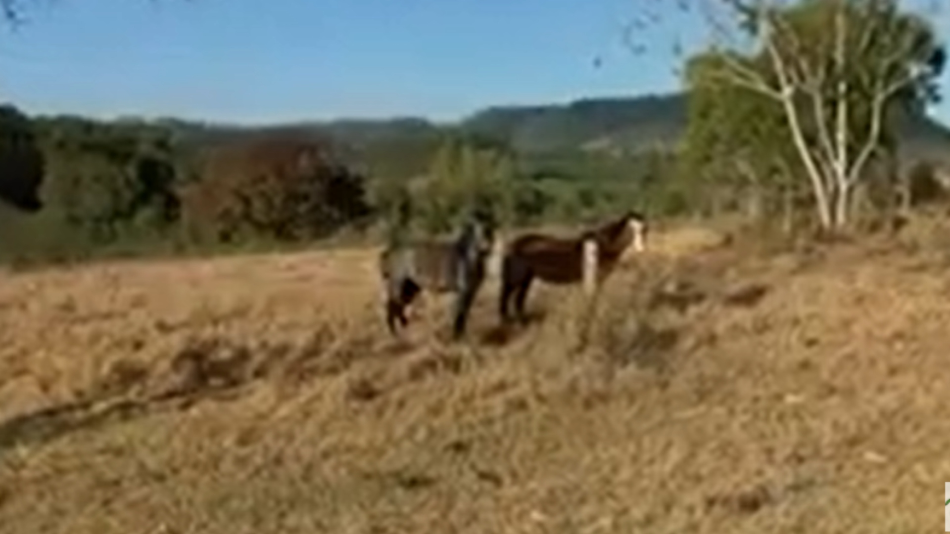 Fazenda do cantor Matogrosso
