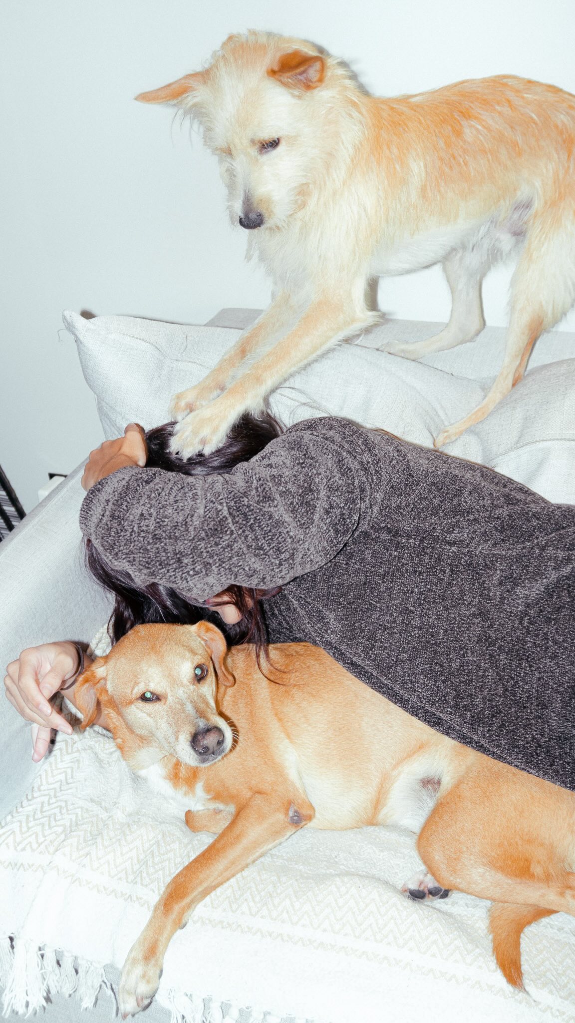Beatriz Bonemer e cachorrros - Foto: Reprodução / Instagram