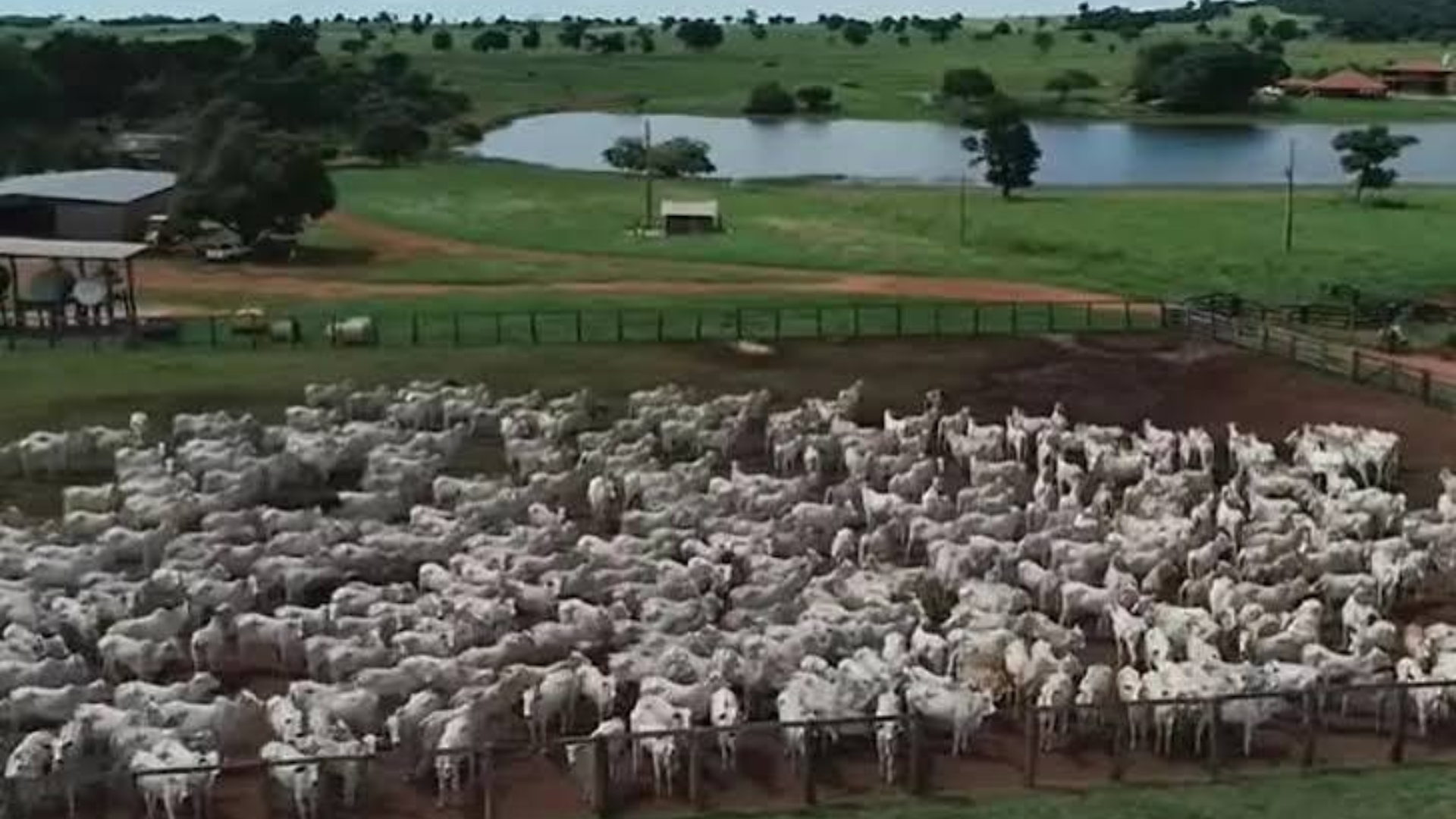 Amado Batista fazenda criação de gado