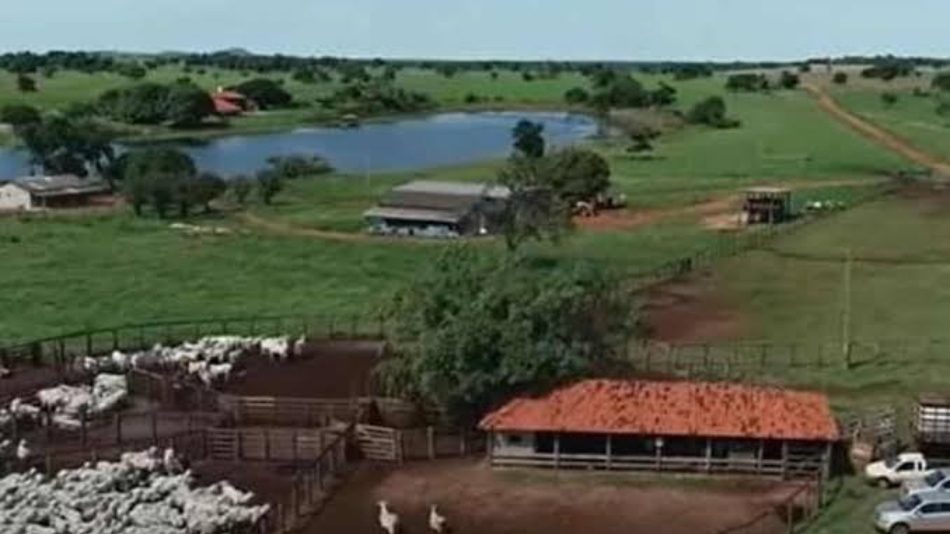 Amado Batista fazenda criação de gado