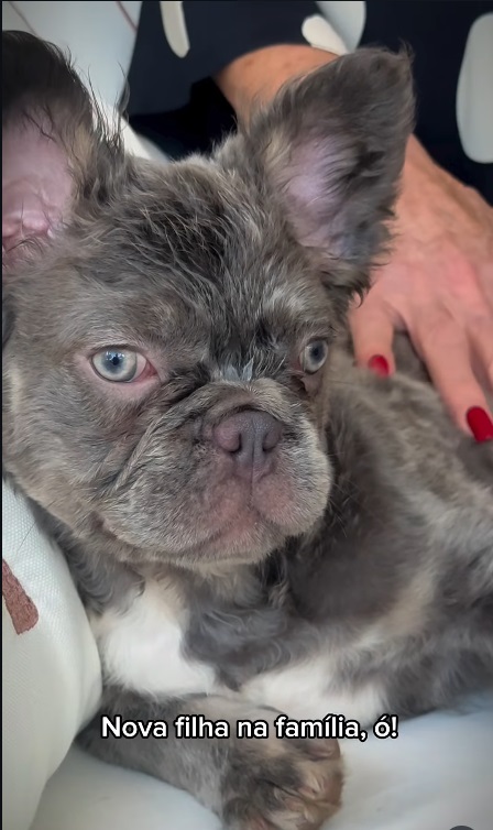 Cachorro de Ana Maria Braga – Foto: Instagram