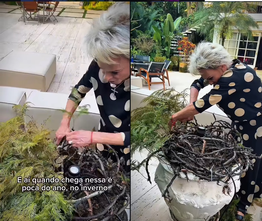 Plantas de Ana Maria Braga - Foto: Instagram