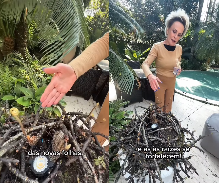 Plantas de Ana Maria Braga - Foto: Instagram