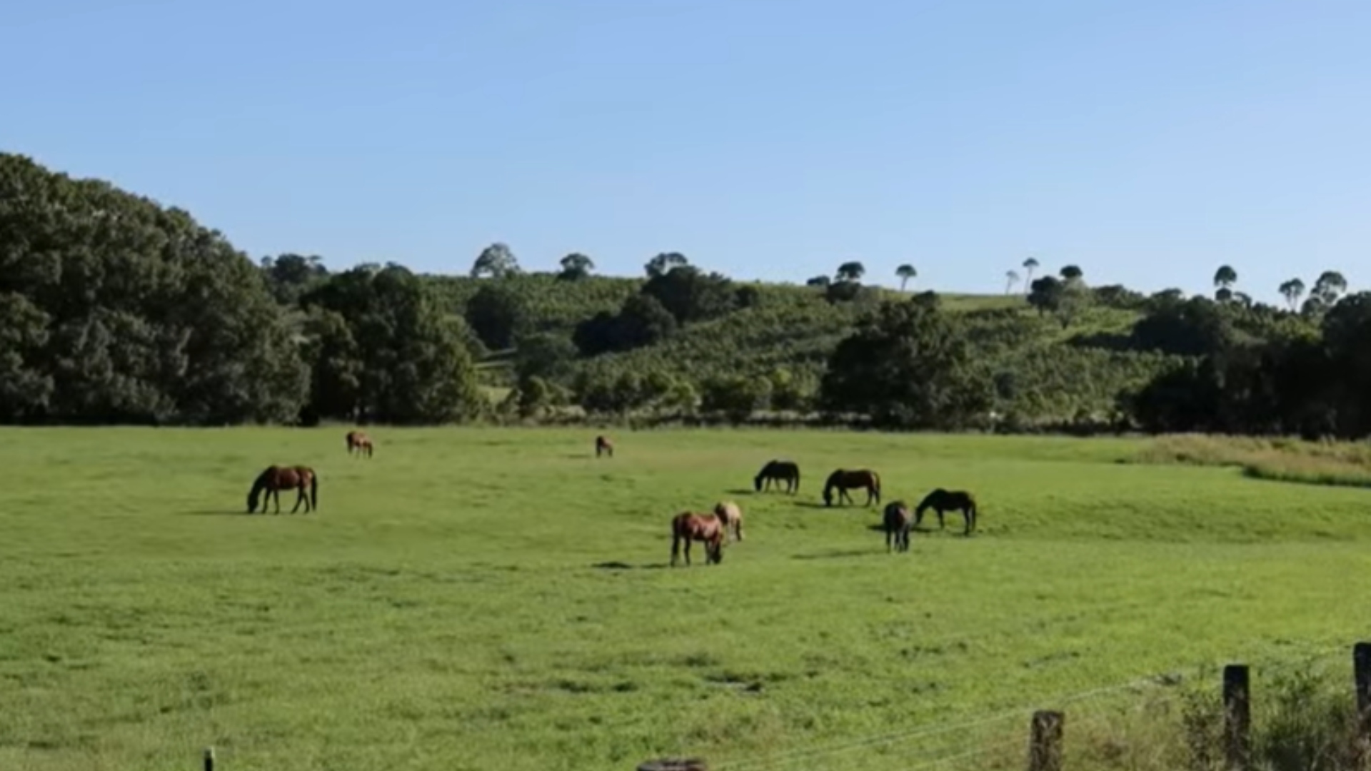 Fábio Jr. fazenda