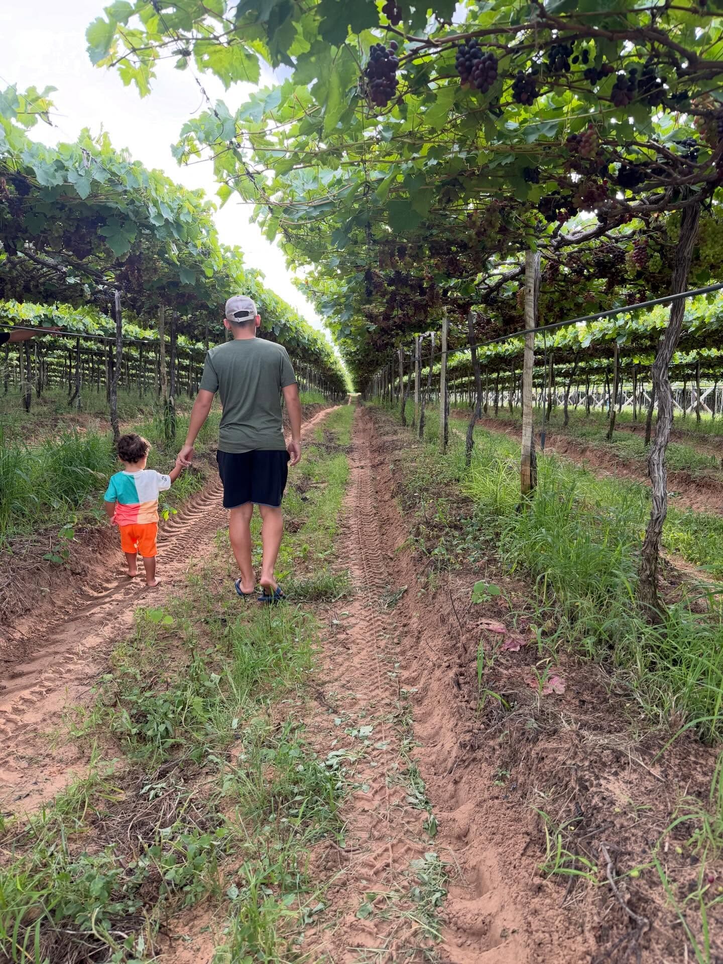 Fazenda de João Gomes