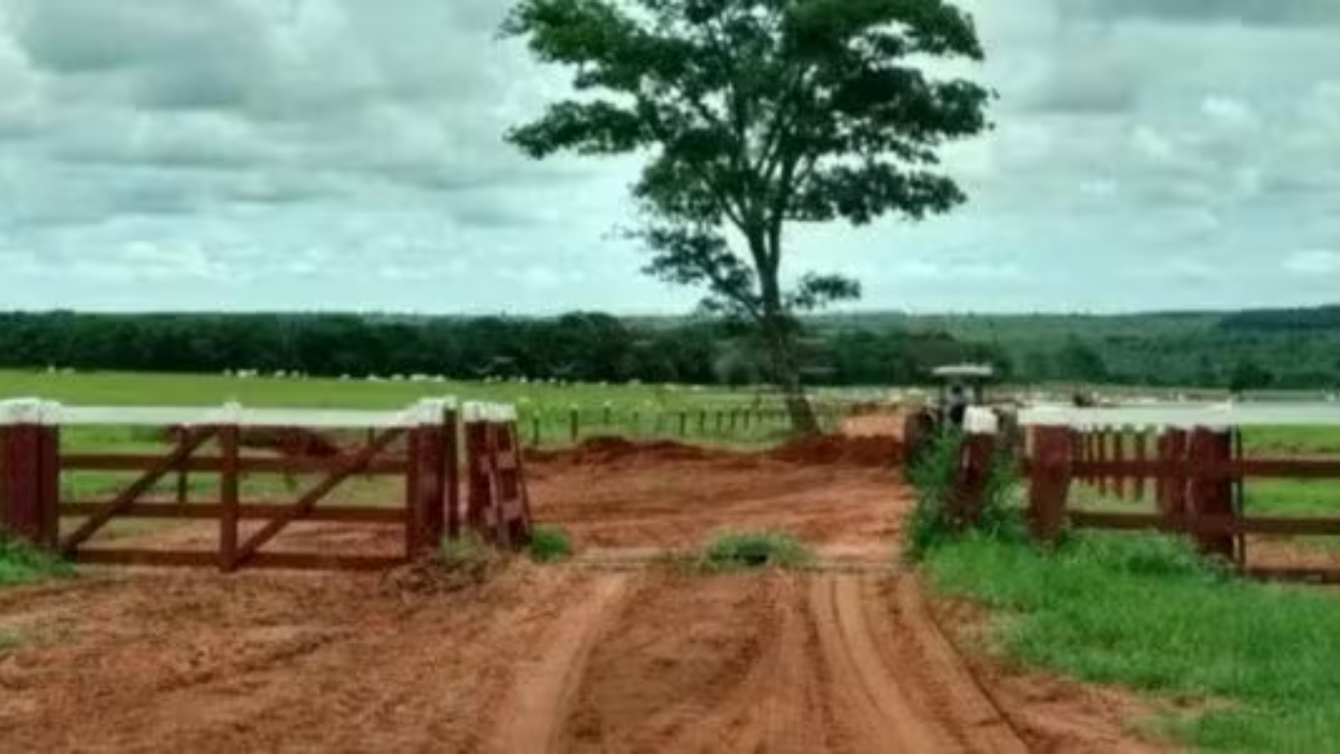Marrone fazenda