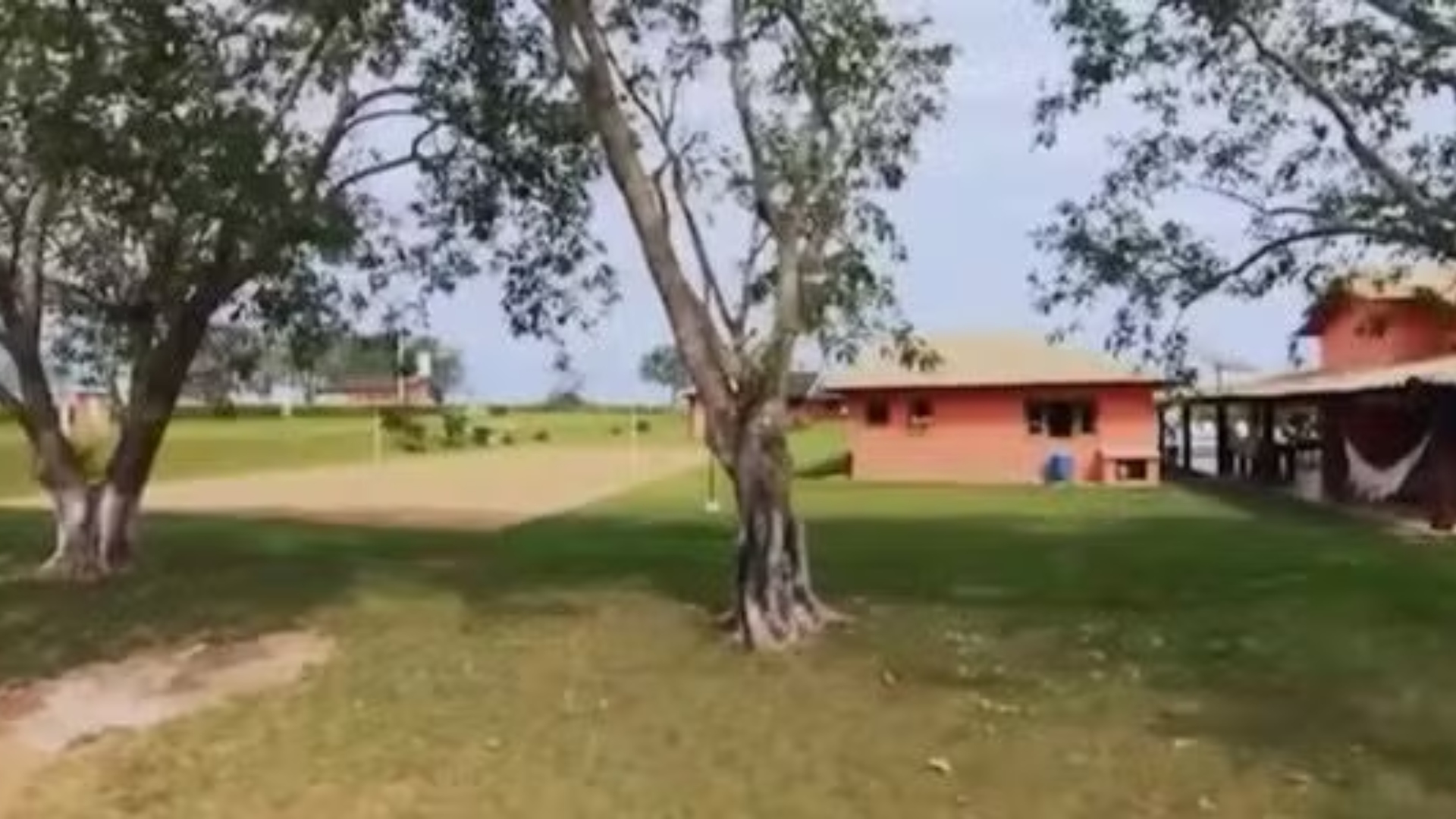 Marrone fazenda