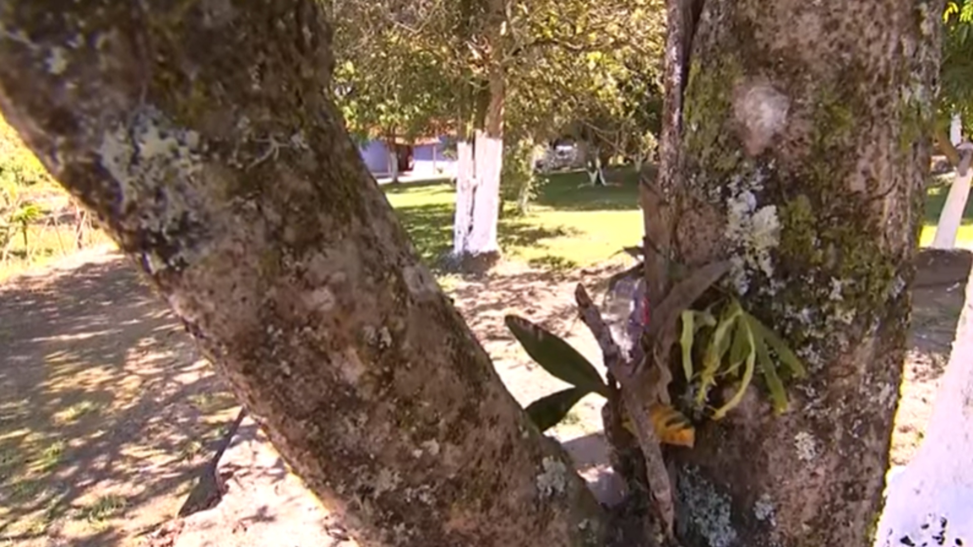 Pardinho fazenda