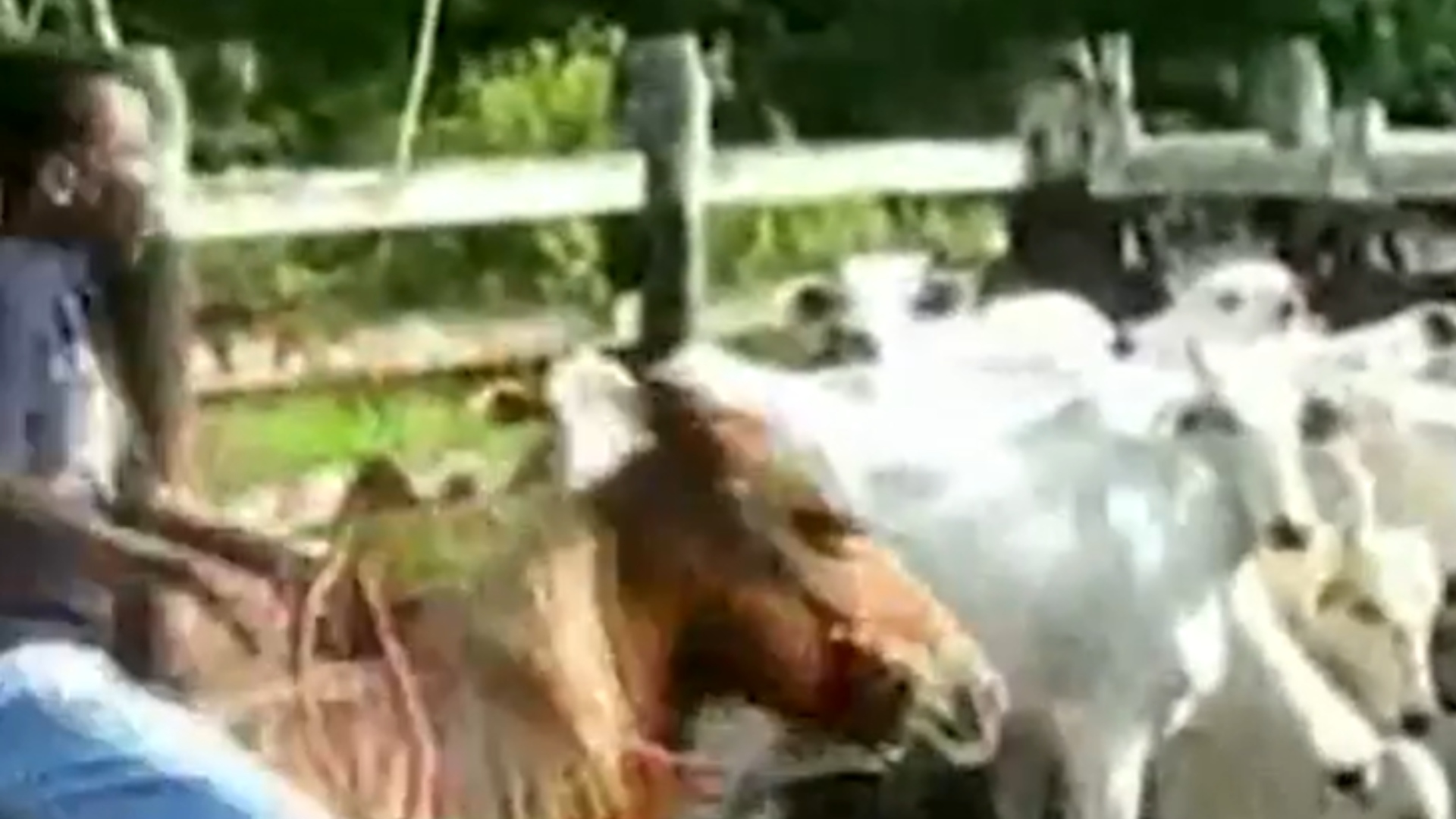 Pelé fazenda