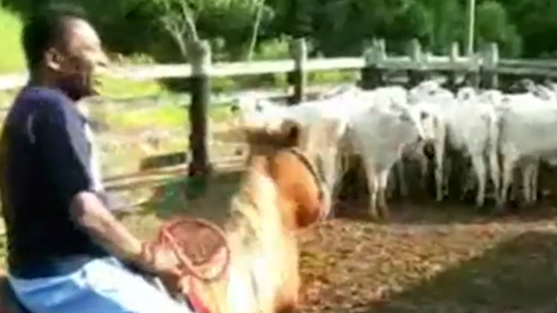 Pelé fazenda