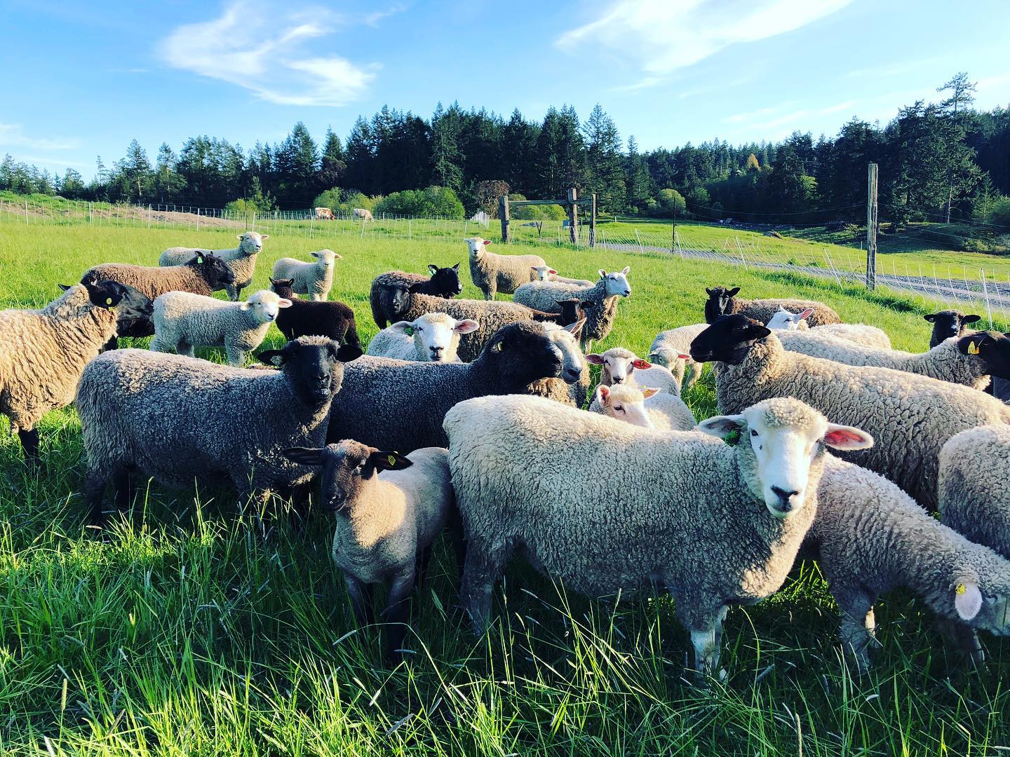 Chris Pratt é dono do Rancho Stillwater - Foto: Reprodução / Instagram