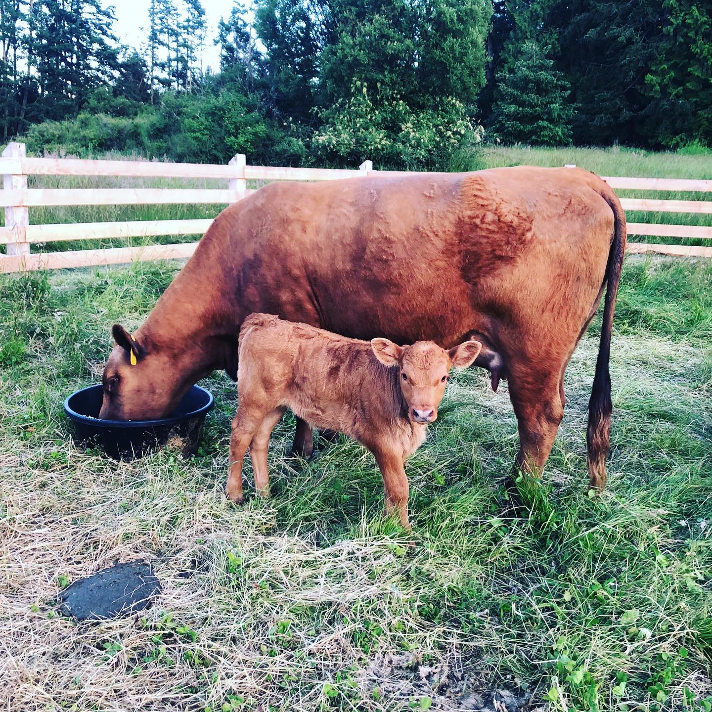 Chris Pratt é dono do Rancho Stillwater - Foto: Reprodução / Instagram