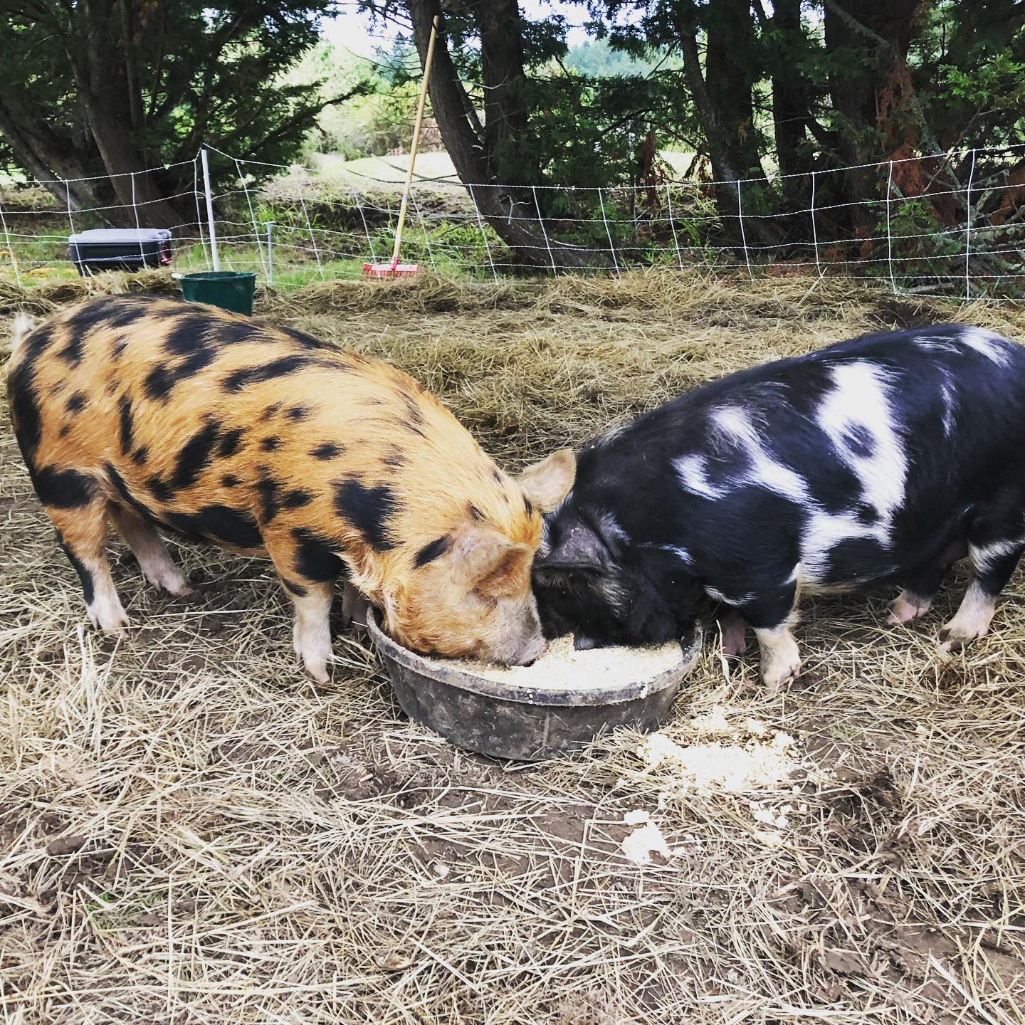 Chris Pratt é dono do Rancho Stillwater - Foto: Reprodução / Instagram