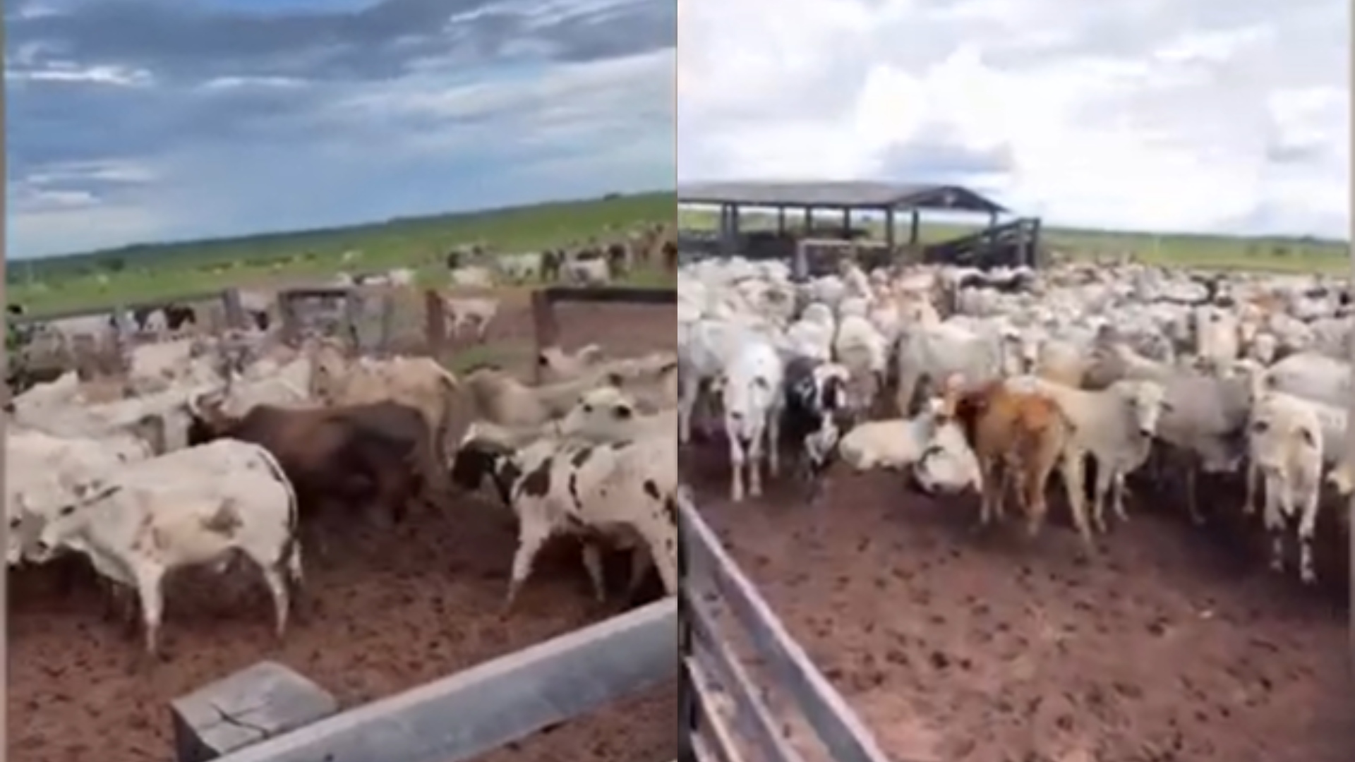 Zé Neto fazenda
