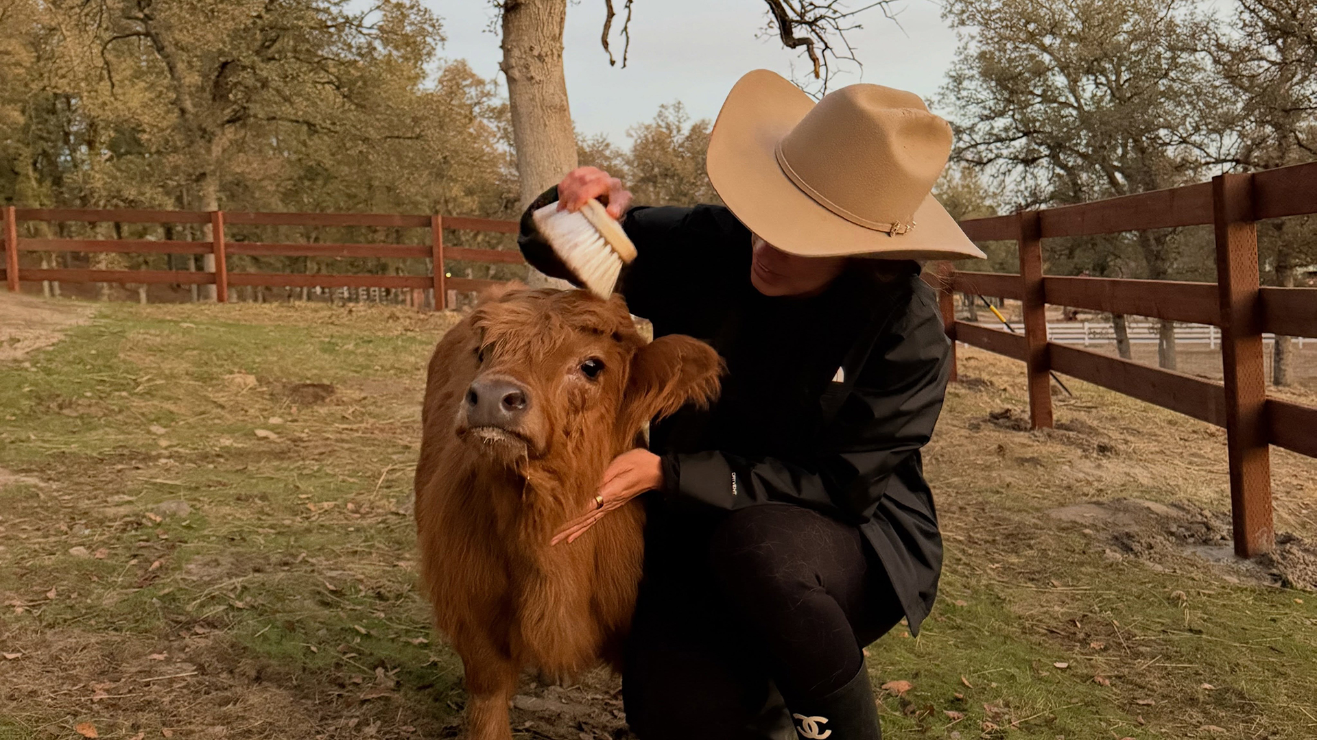 Dona de fazenda, ex-BBB cria mini vacas em propriedade com apenas 1 ano de constru&ccedil;&atilde;o