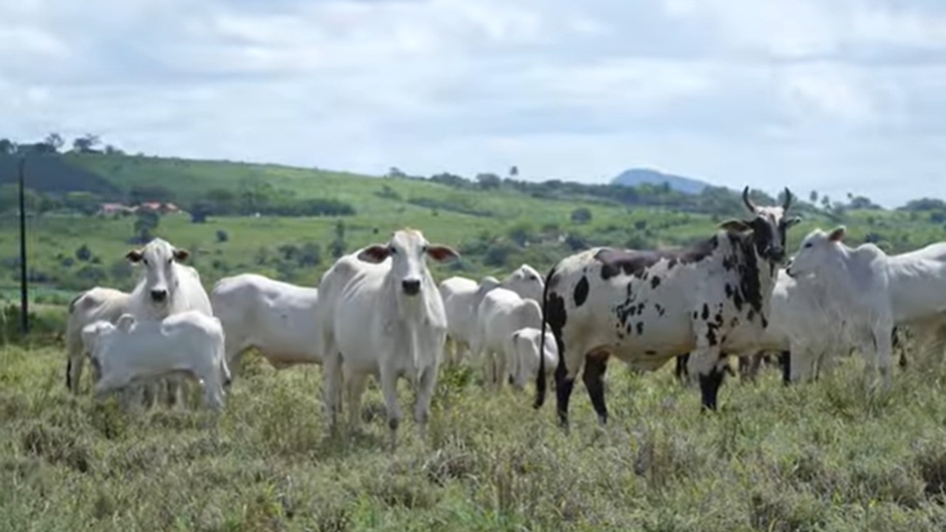 Chitãozinho fazenda