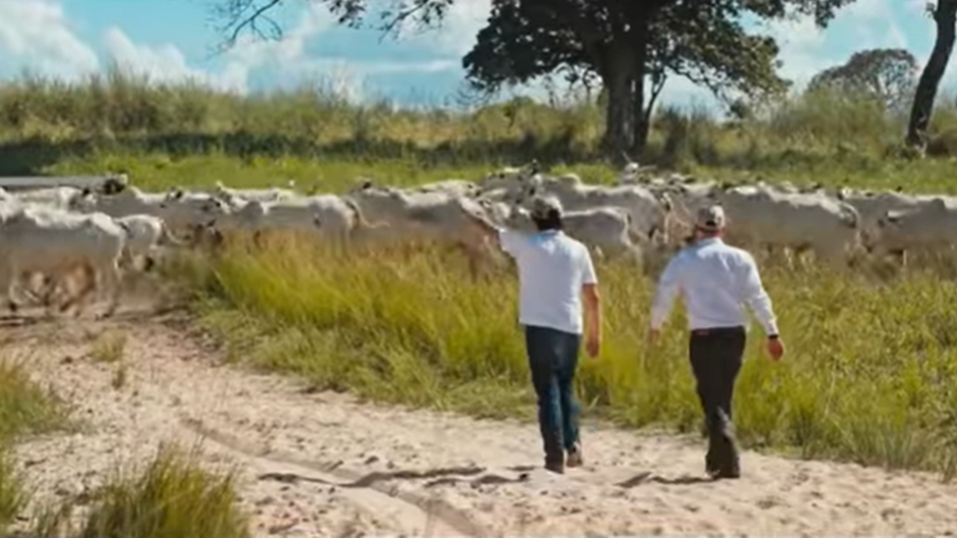 Chitãozinho fazenda
