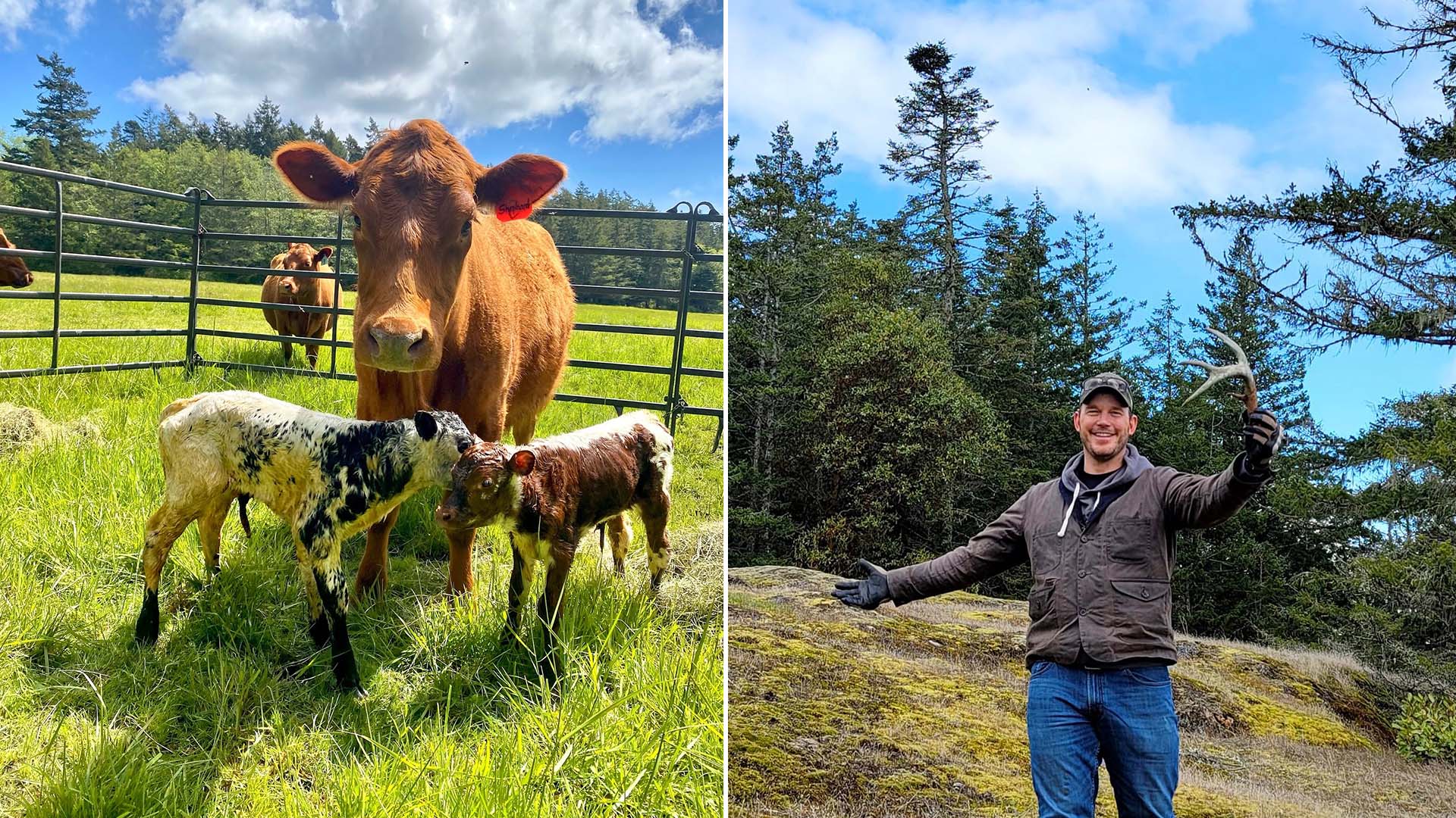 Panorama: Com fortuna de US$ 100 milhões, ator cria vacas e ovelhas em fazenda de 40 hectares em refúgio para a família