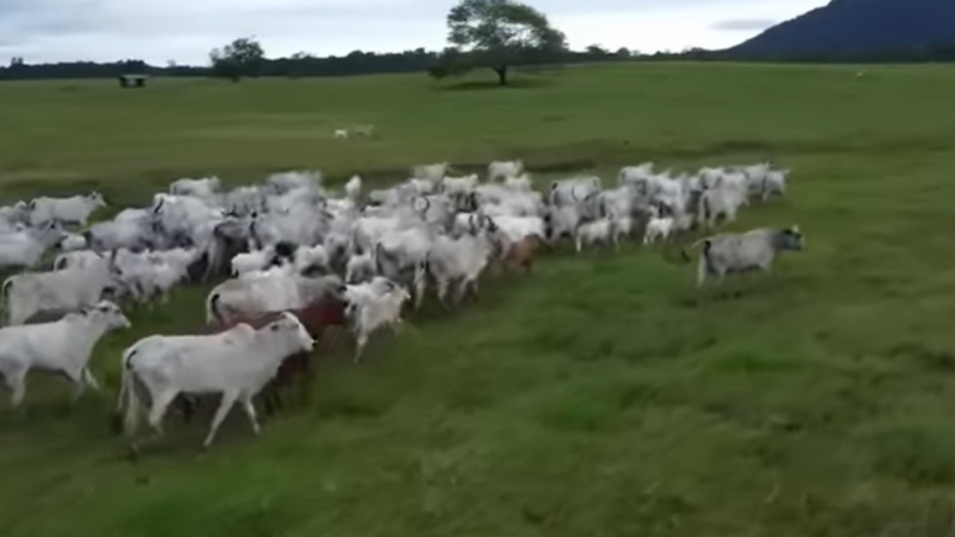 Gusttavo Lima fazenda