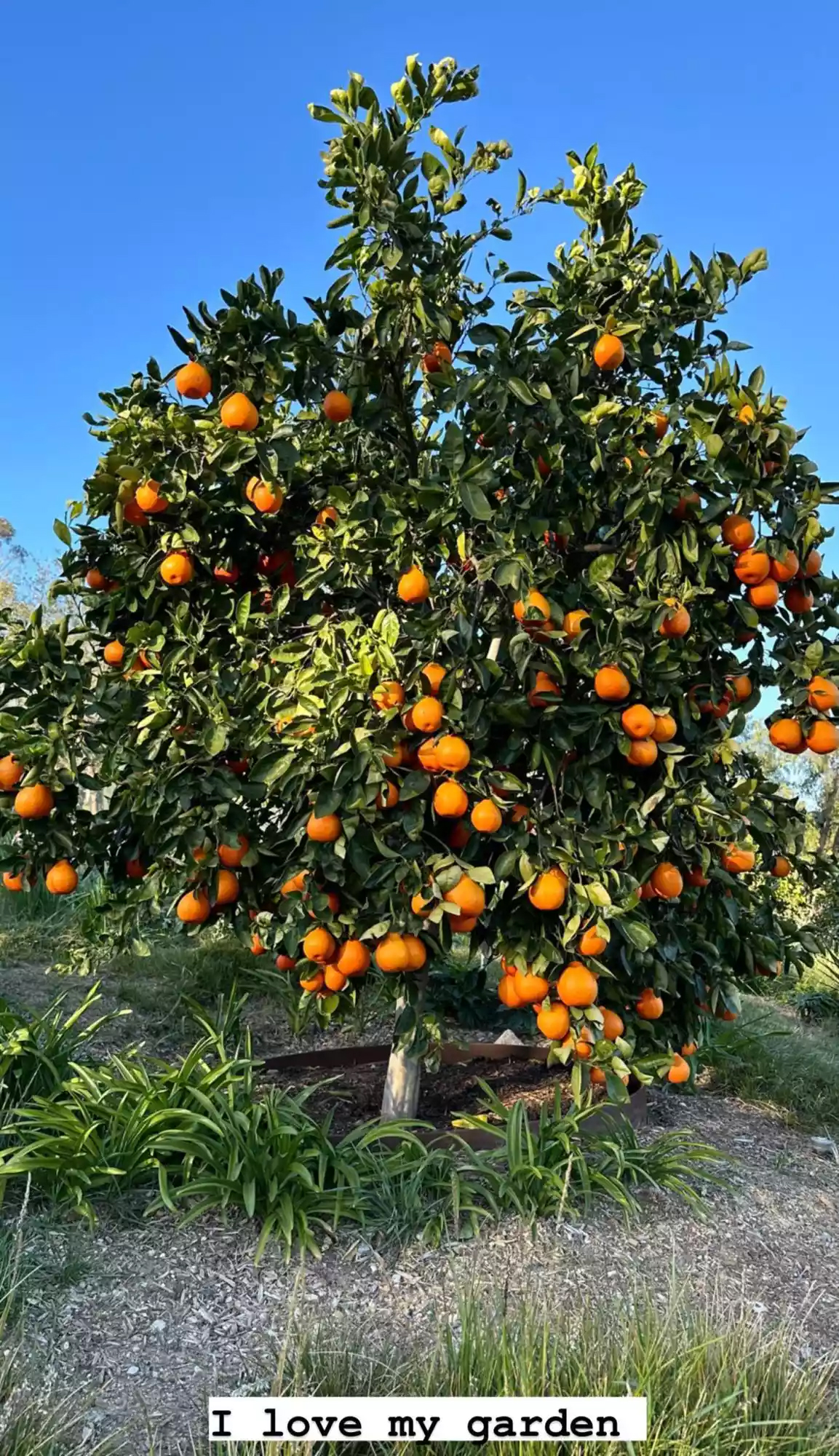 Kim Kardashian cultiva horta e pomar em mansão - Foto: Reprodução / Instagram