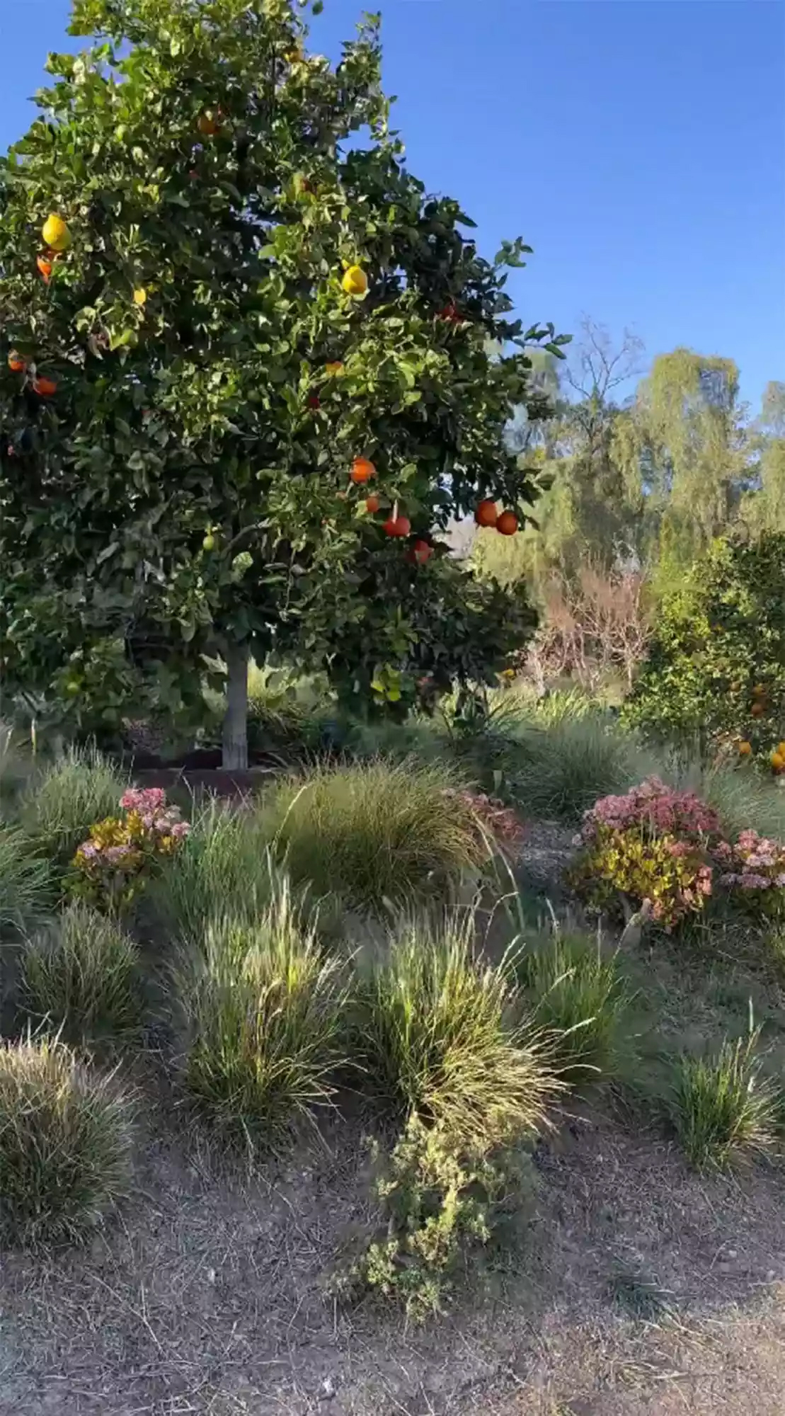 Kim Kardashian cultiva horta e pomar em mansão - Foto: Reprodução / Instagram