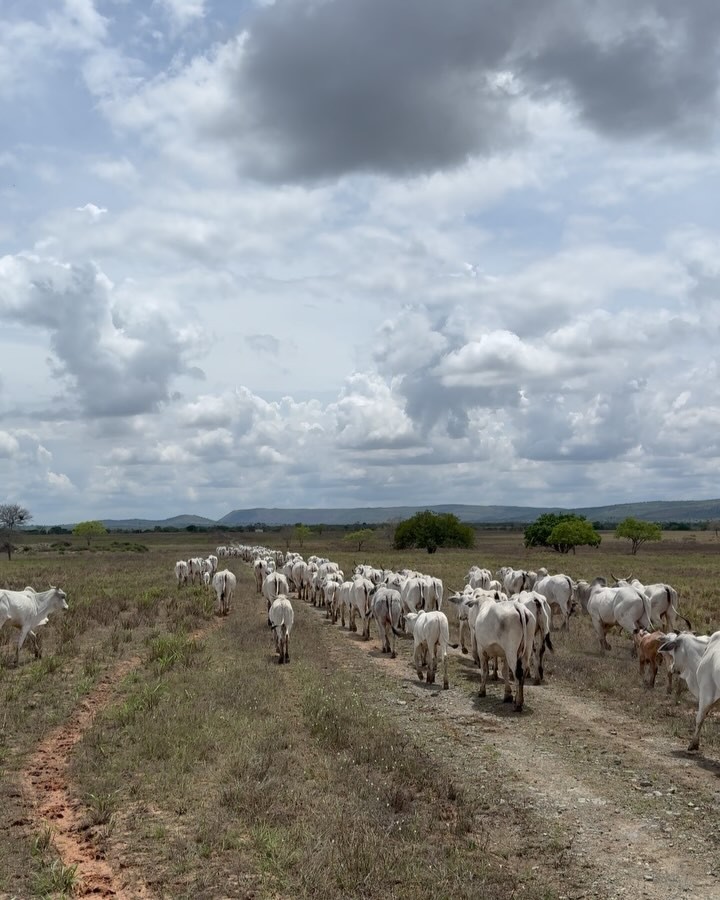 Nadson O Ferinha em sua fazenda - Foto: Reprodução / Instagram