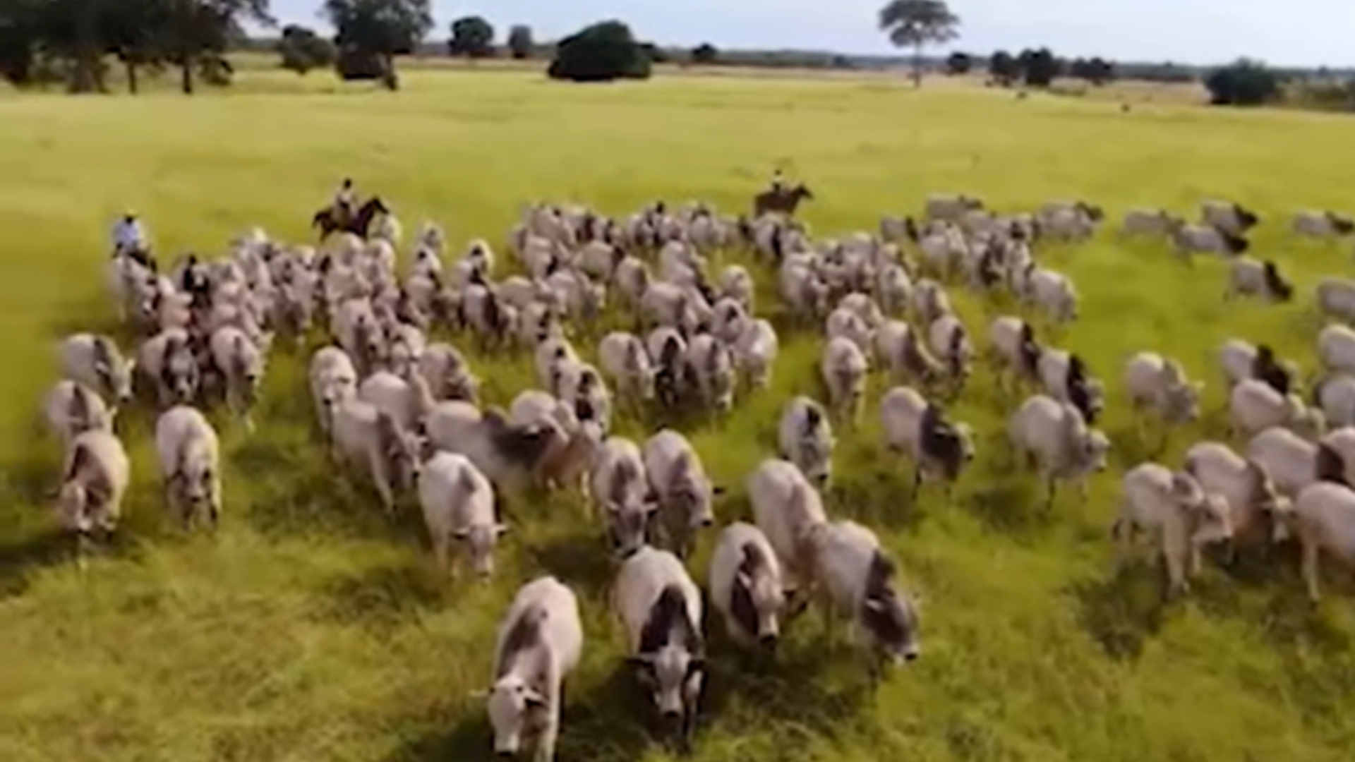 Ratinho fazendas