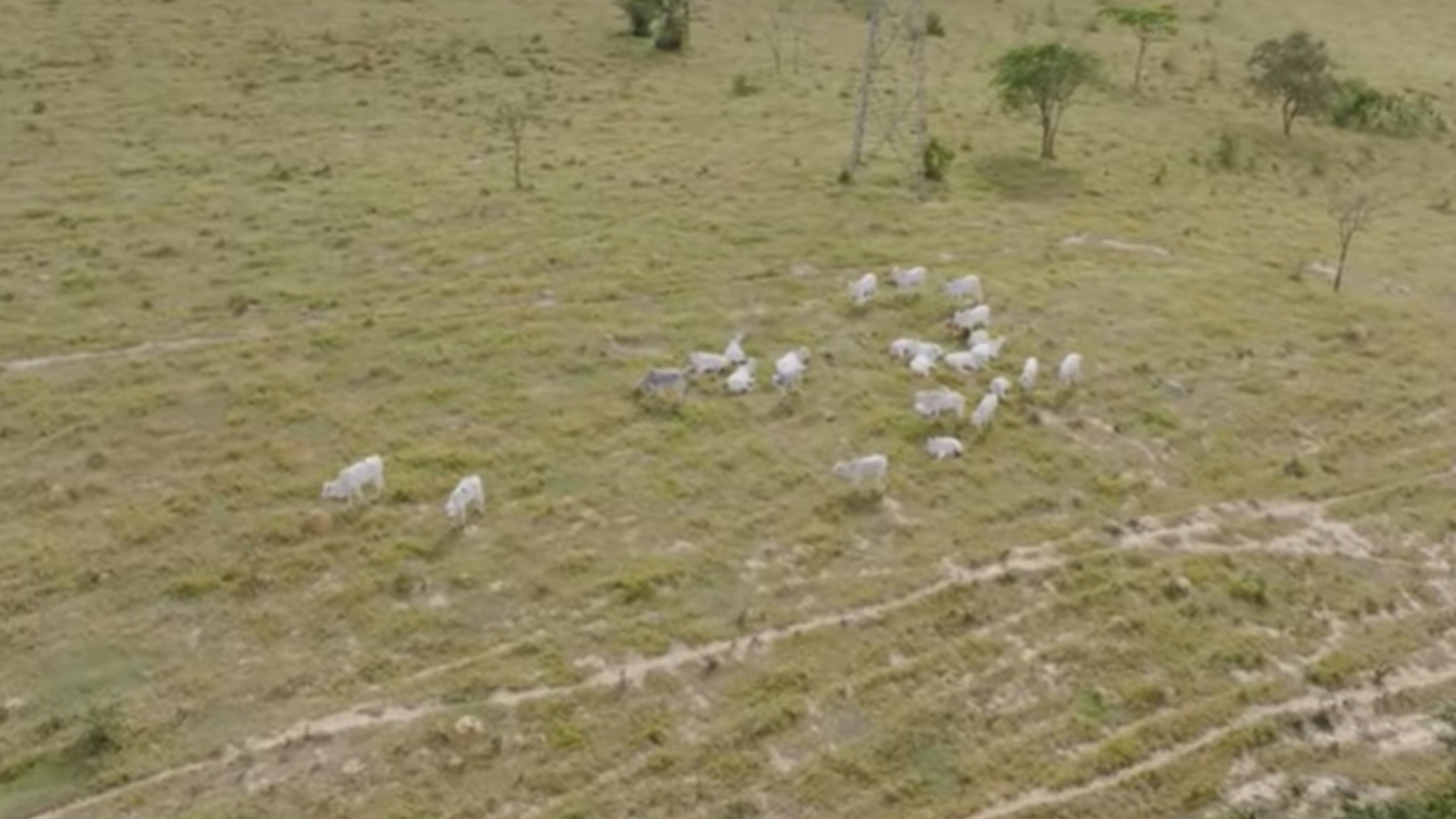 Ratinho fazenda