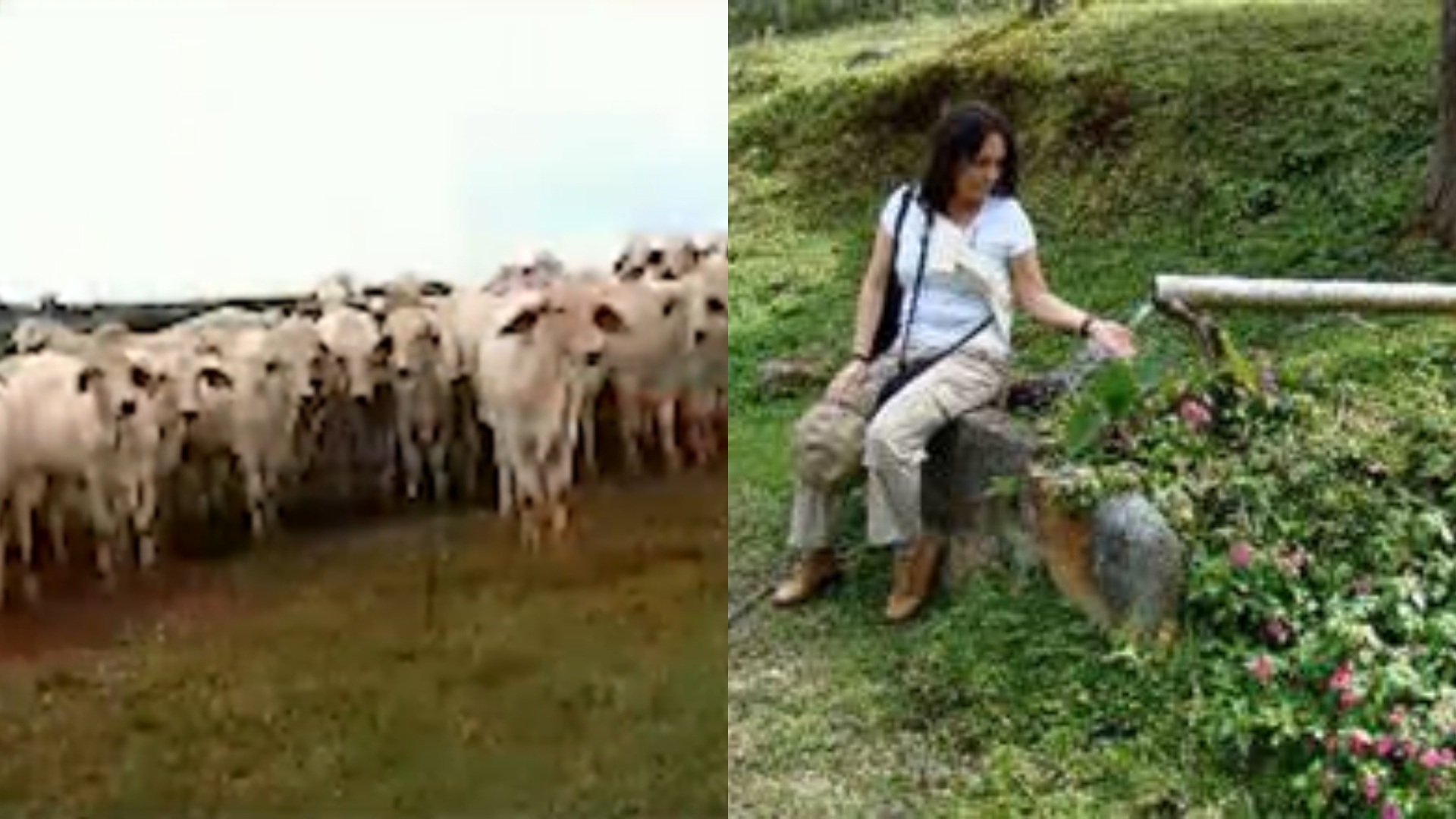 Fique por dentro: Aos 79 anos, atriz veterana comandou fazenda de gado de elite e trocou a TV pela vida no interior em SP