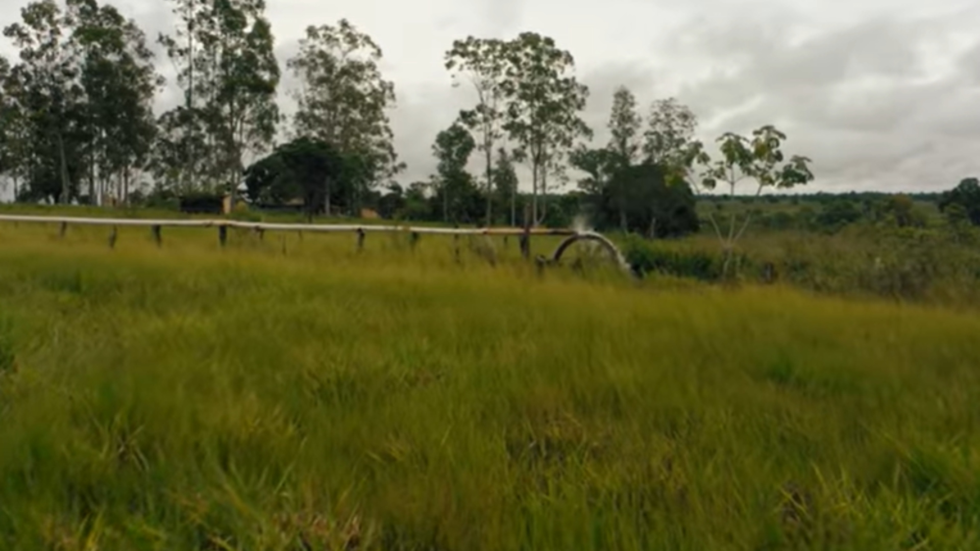 Rick Solo fazenda