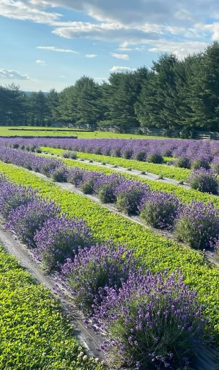 Plantação de lavanda chama a atenção na propriedade - Foto: Reprodução/Instagram
