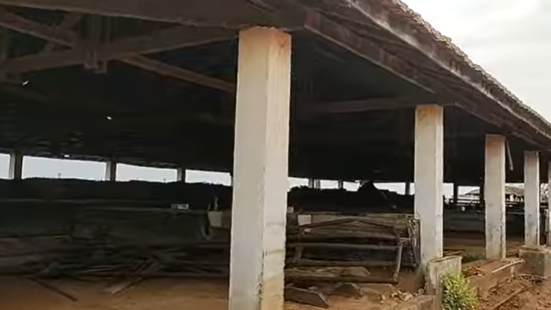 Zé Béttio fazenda