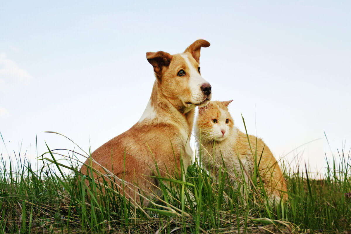 10 motivos para adotar um animal de estimação