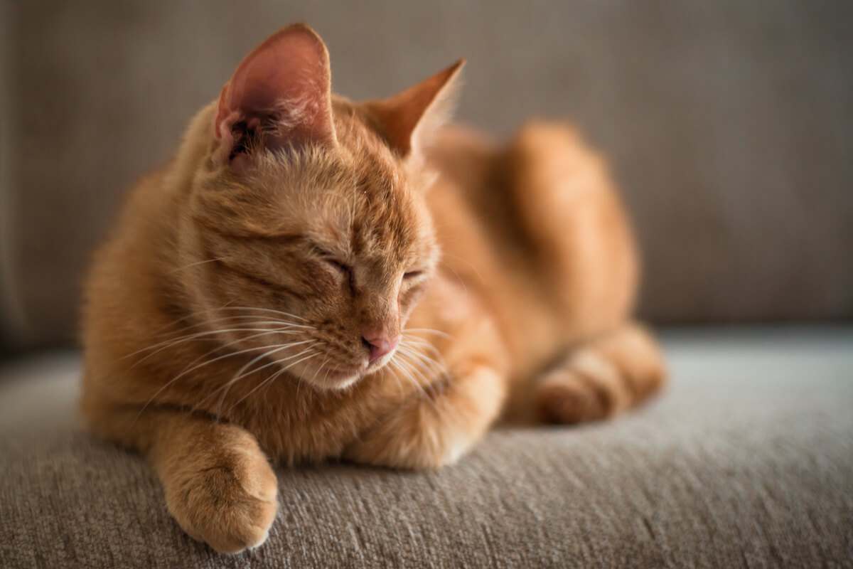 Entenda por que os gatos são abandonados