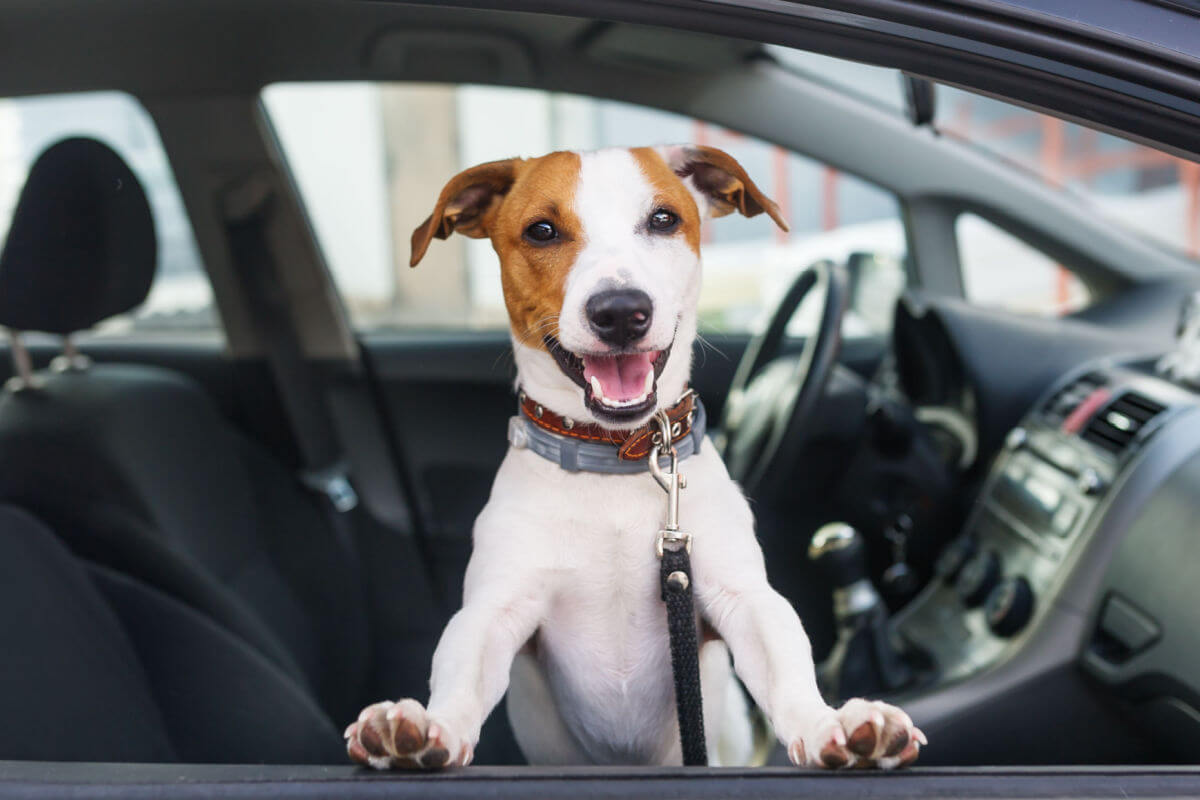 Veja como cuidar dos animais de estimação em viagens de férias